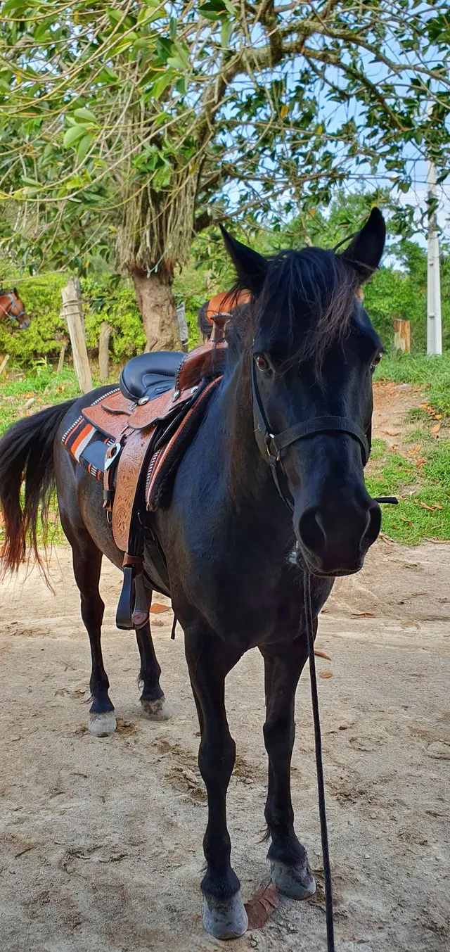 CAVALO CRIOULO OK: 2012