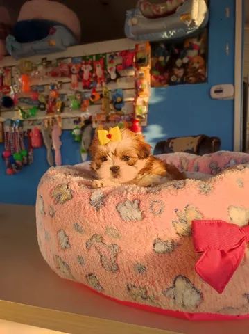 Shih-tzu fêmea na cor tricolor disponível !!
