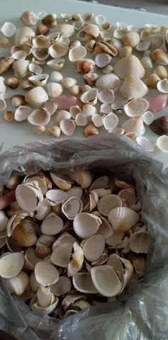Conchas simples do mar em quantidade - Foto 3