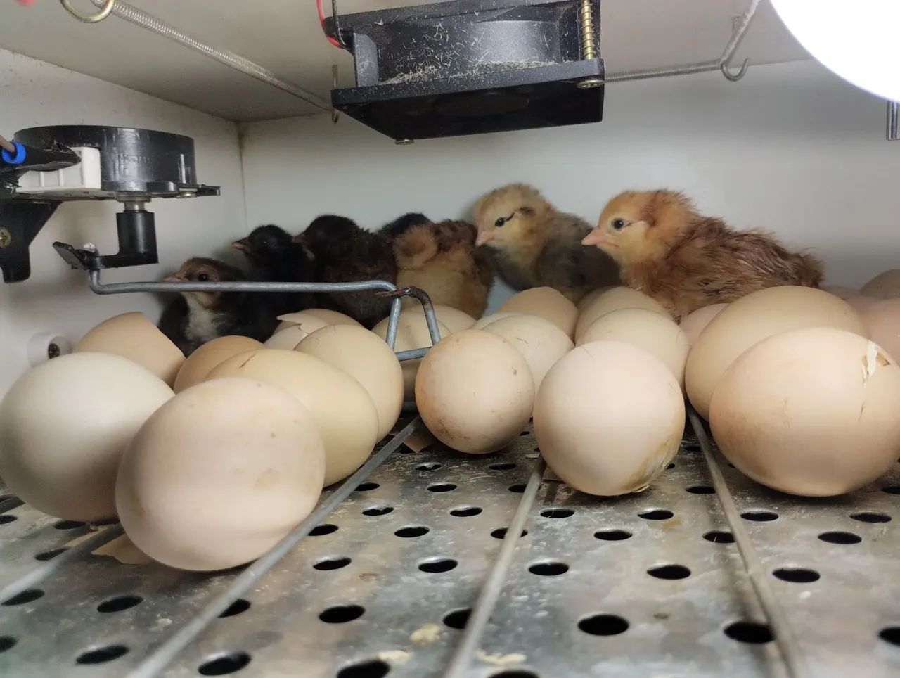 Pintos das raça Rhode slande GSB como está na fotos 