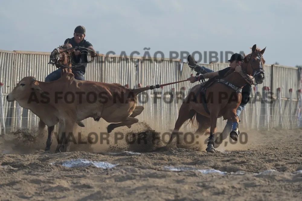Cavalo Quarto de Milha para venda - Foto 2