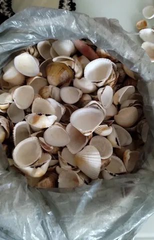 Conchas simples do mar em quantidade - Foto 4