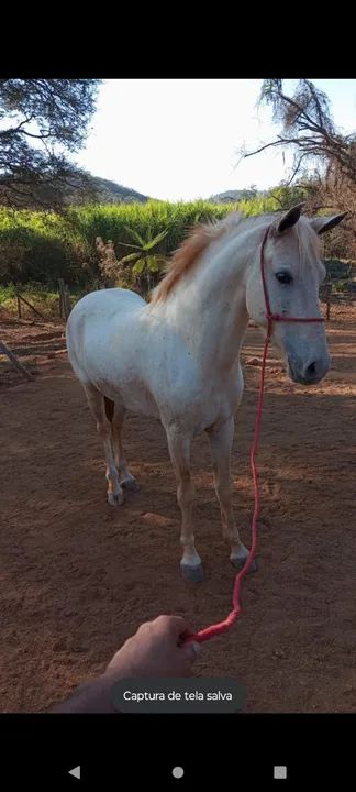 Vendo esses cavalos de raça no precinho para sair rápido com documentos e tudo 