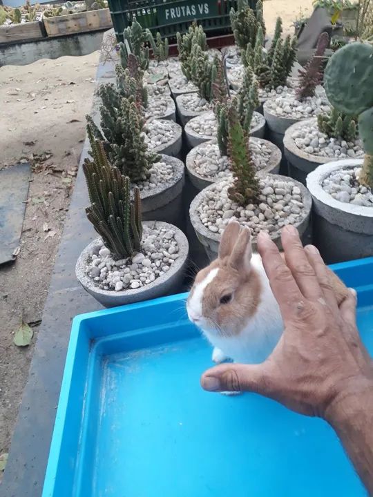 Mini coelho anão holandês  - Foto 4