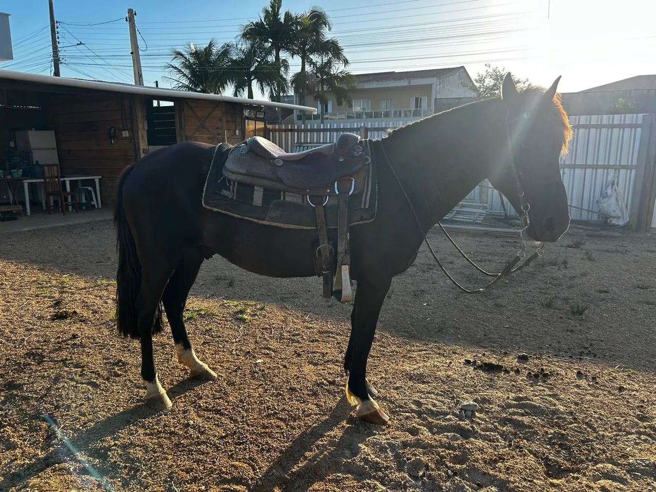 A venda cavalo crioulo - Foto 4