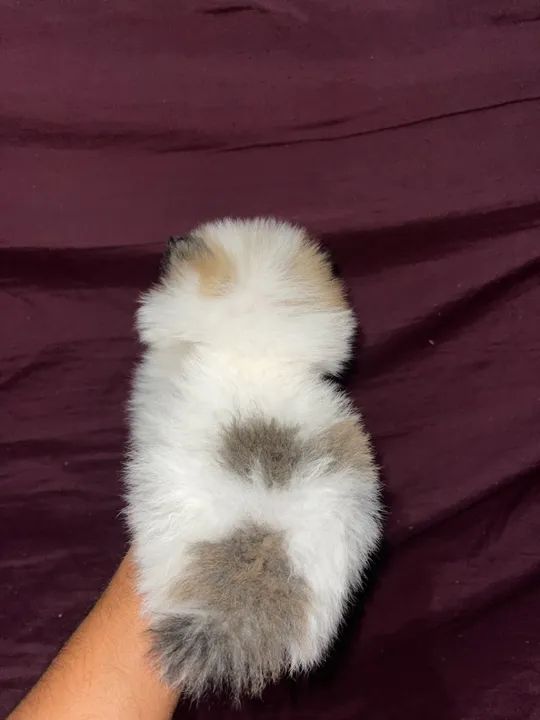 Lulu da pomerania anão  - Foto 3