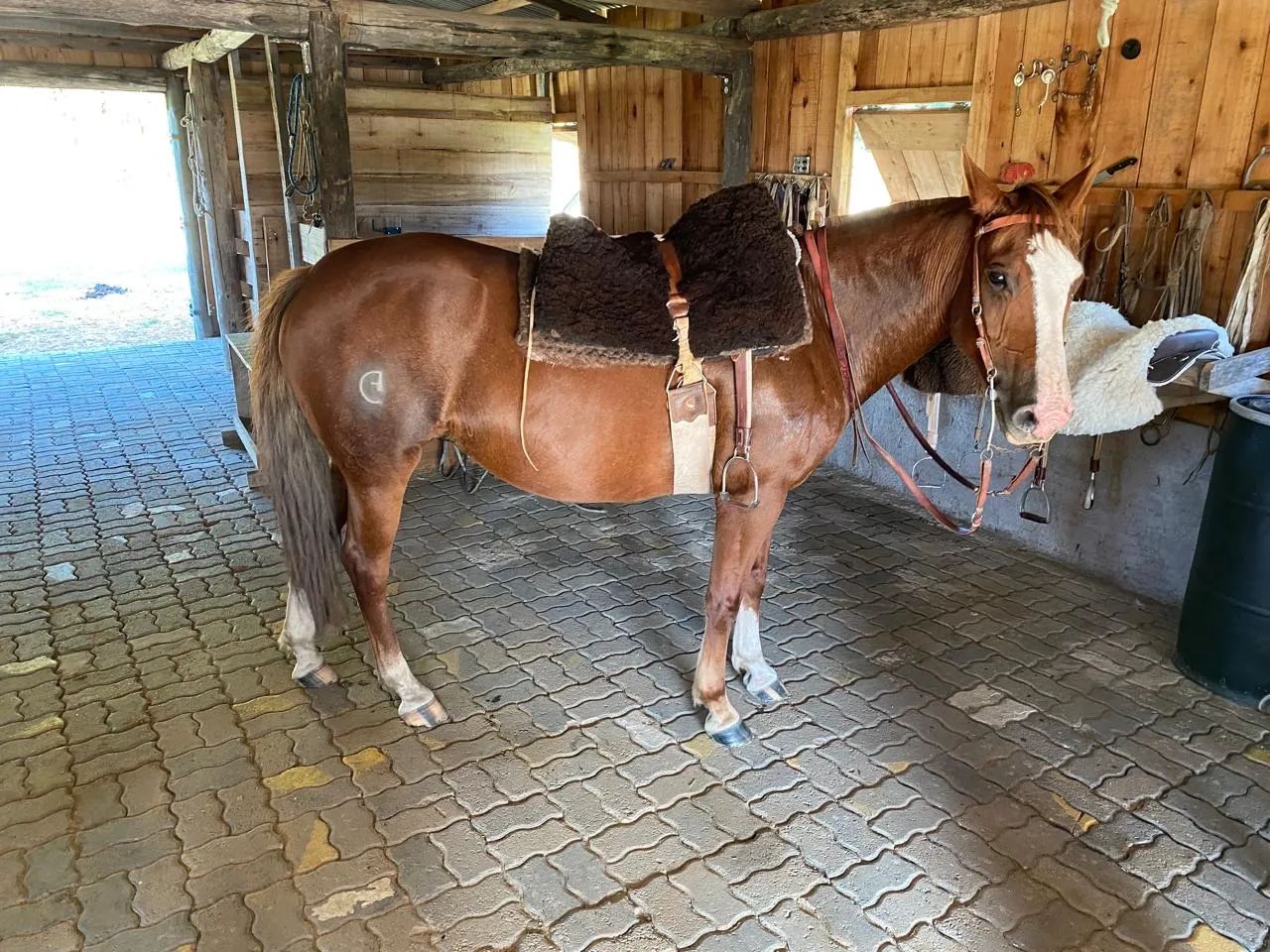 Égua de toda confiança confirmada R$9.000,00 - Cavalos e acessórios -  Parque Marinha, Rio Grande 1321193207 | OLX