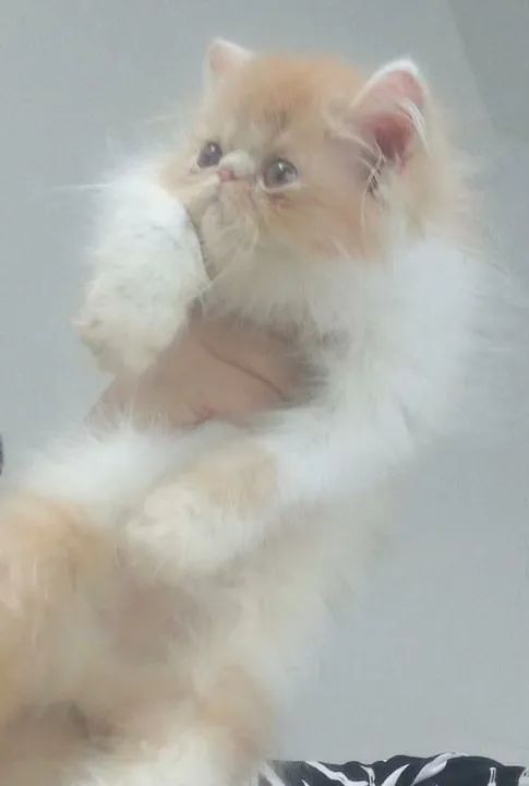 Gatinho Persa disponível  - Foto 5