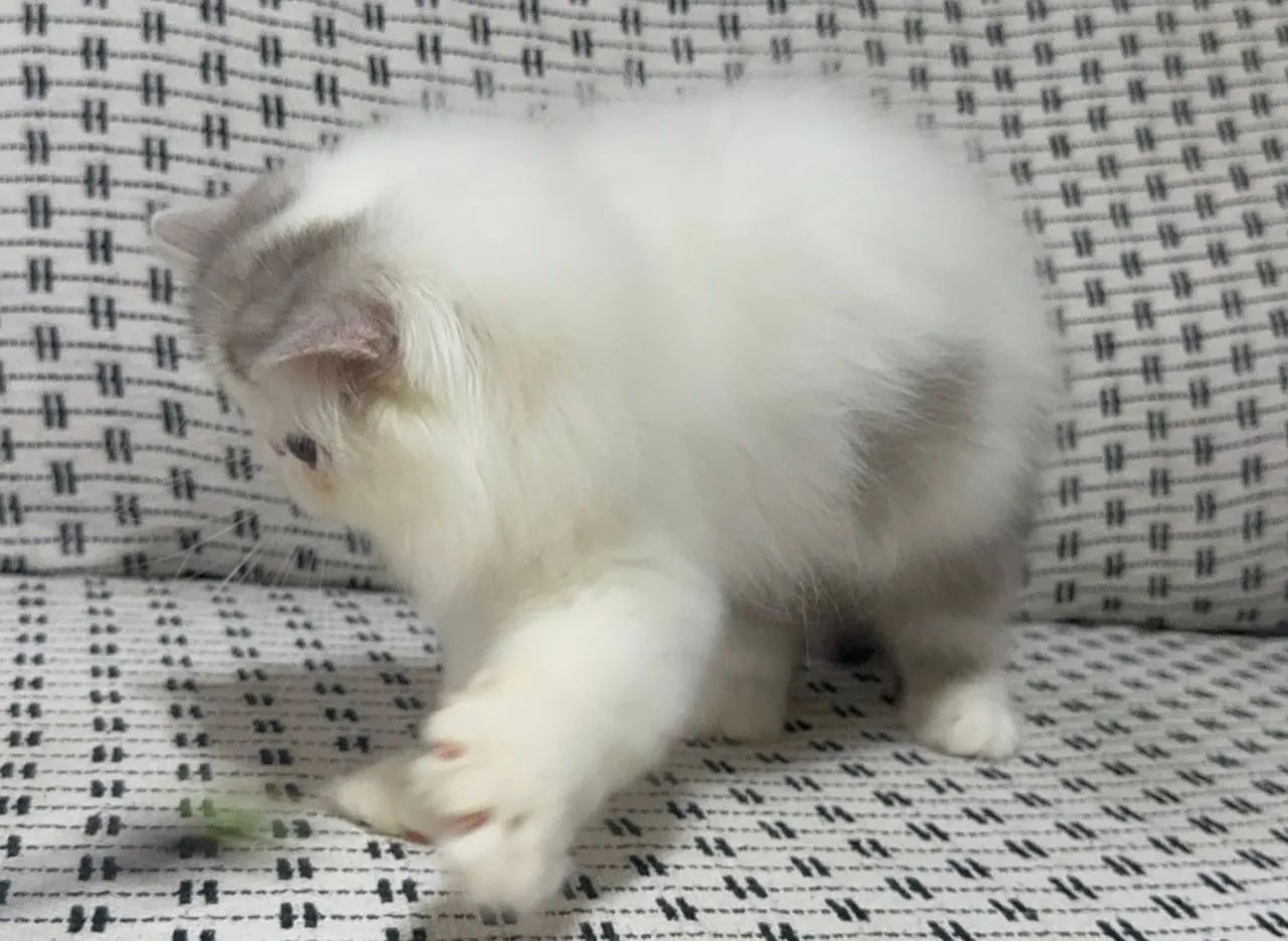 Gato persa disponível com pedigree  - Foto 3