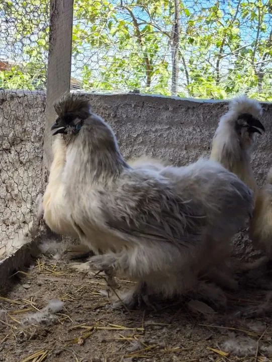 Sedosas do Japão  - Foto 3