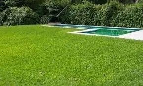 Grama batatais - Foto 4