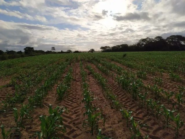 VENDO SITIO DE 5,45 HECTARE DE TERRA - Foto 3