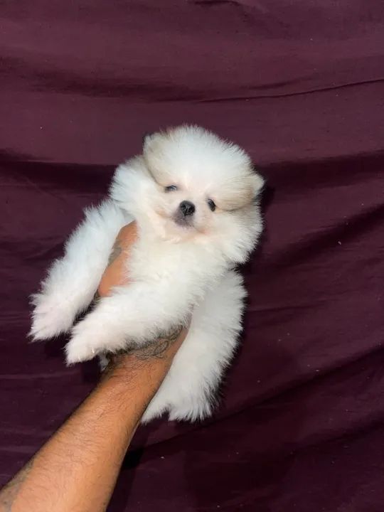 Lulu da pomerania anão  - Foto 5