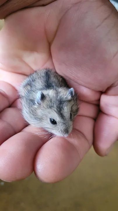 Hamster anão russo filhotes  - Foto 5