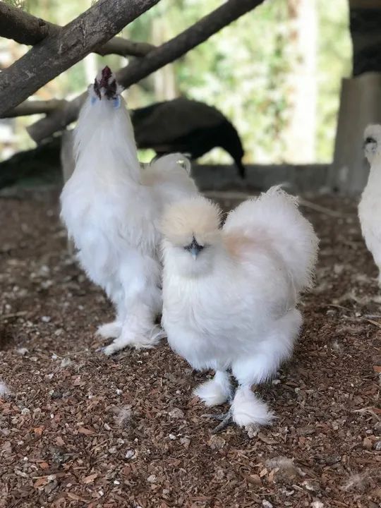 Casal de galinha sedosa do japão