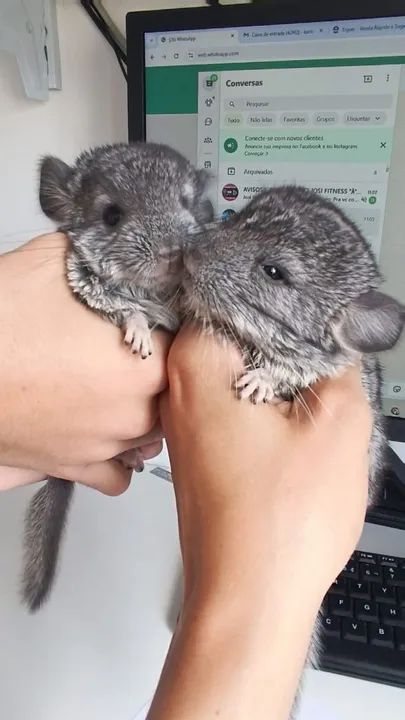 Filhote de Chinchila (macho) - Foto 2