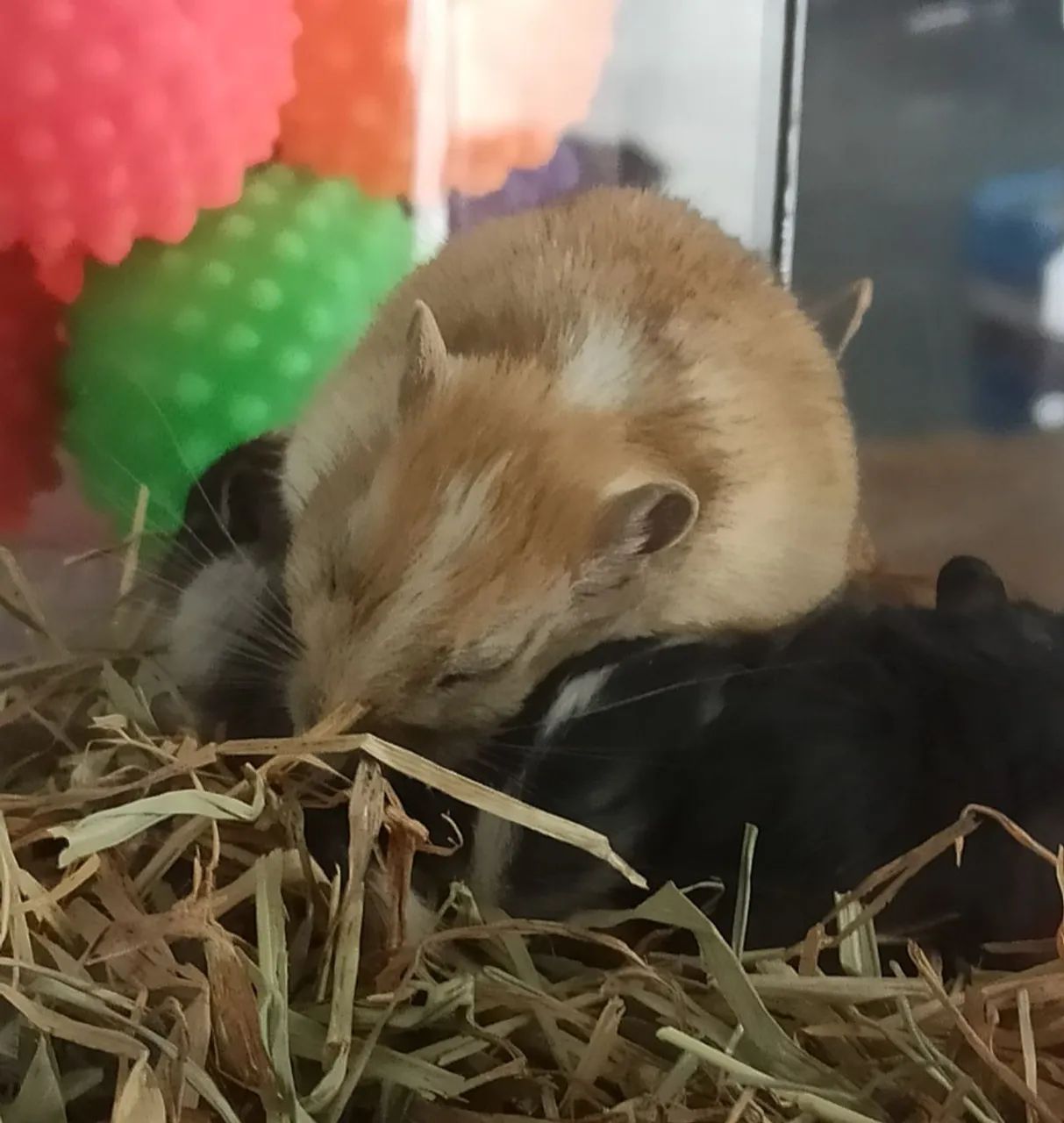 Gerbils/Esquilo da Mongólia fofinhos e saudáveis Fêmeas e Machos 