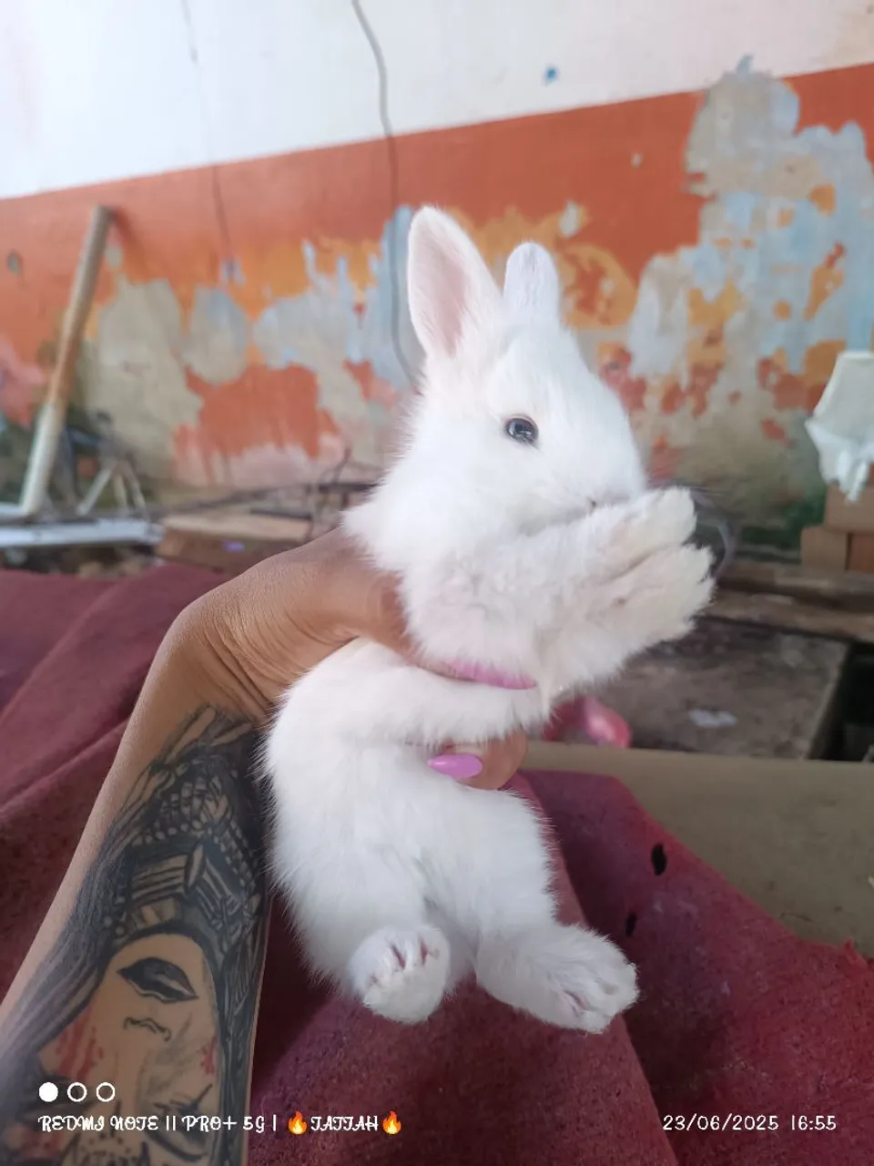 Vendo Coelhinhos 