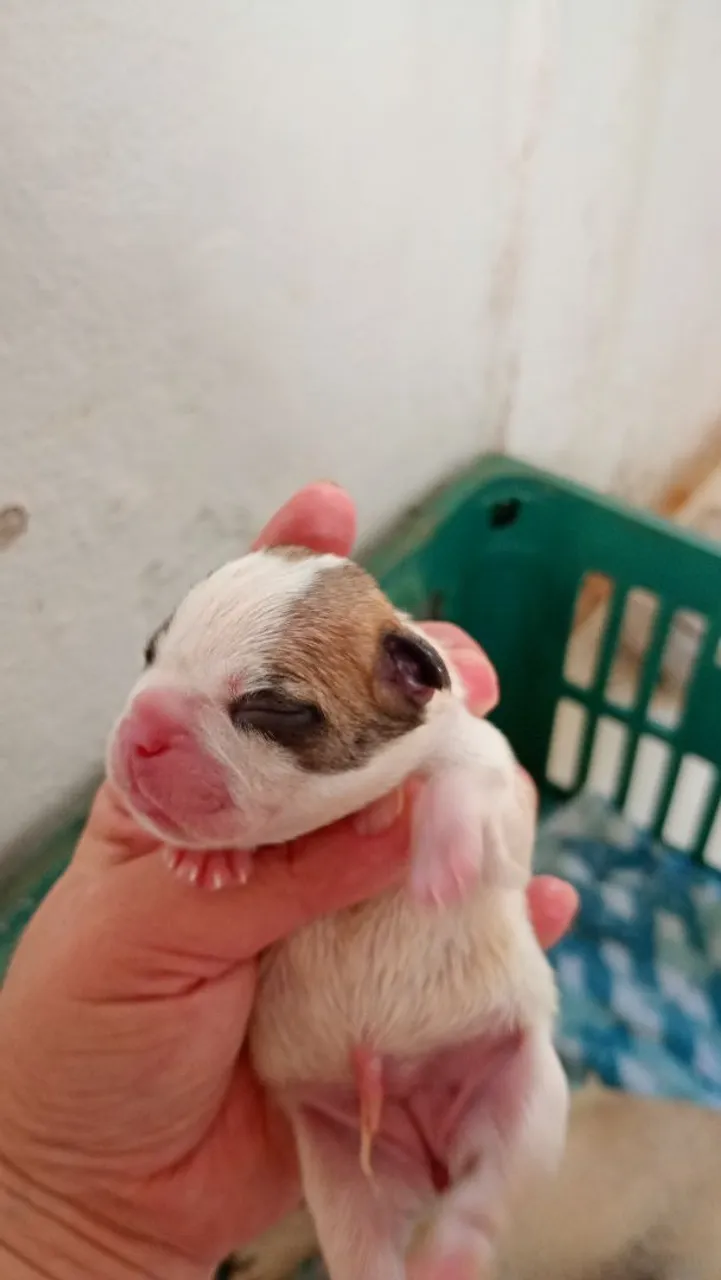 Filhote de Bulldog Francês