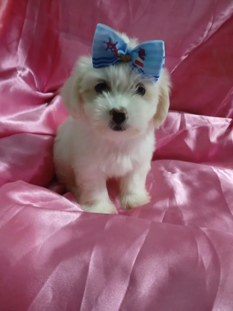 Maltês Fêmea linda e amorosa