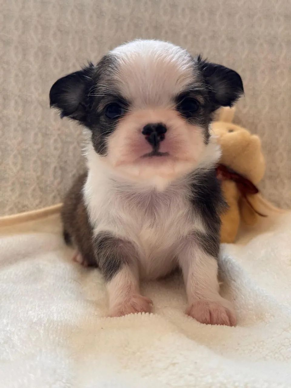 Chihuahua menino micro pelinhos longo de coloração super charmosa!