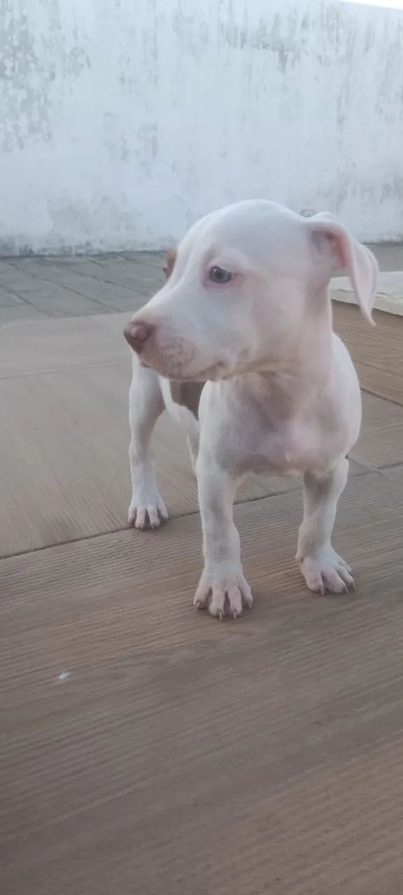 Filhote Pitbull de 45 dias 