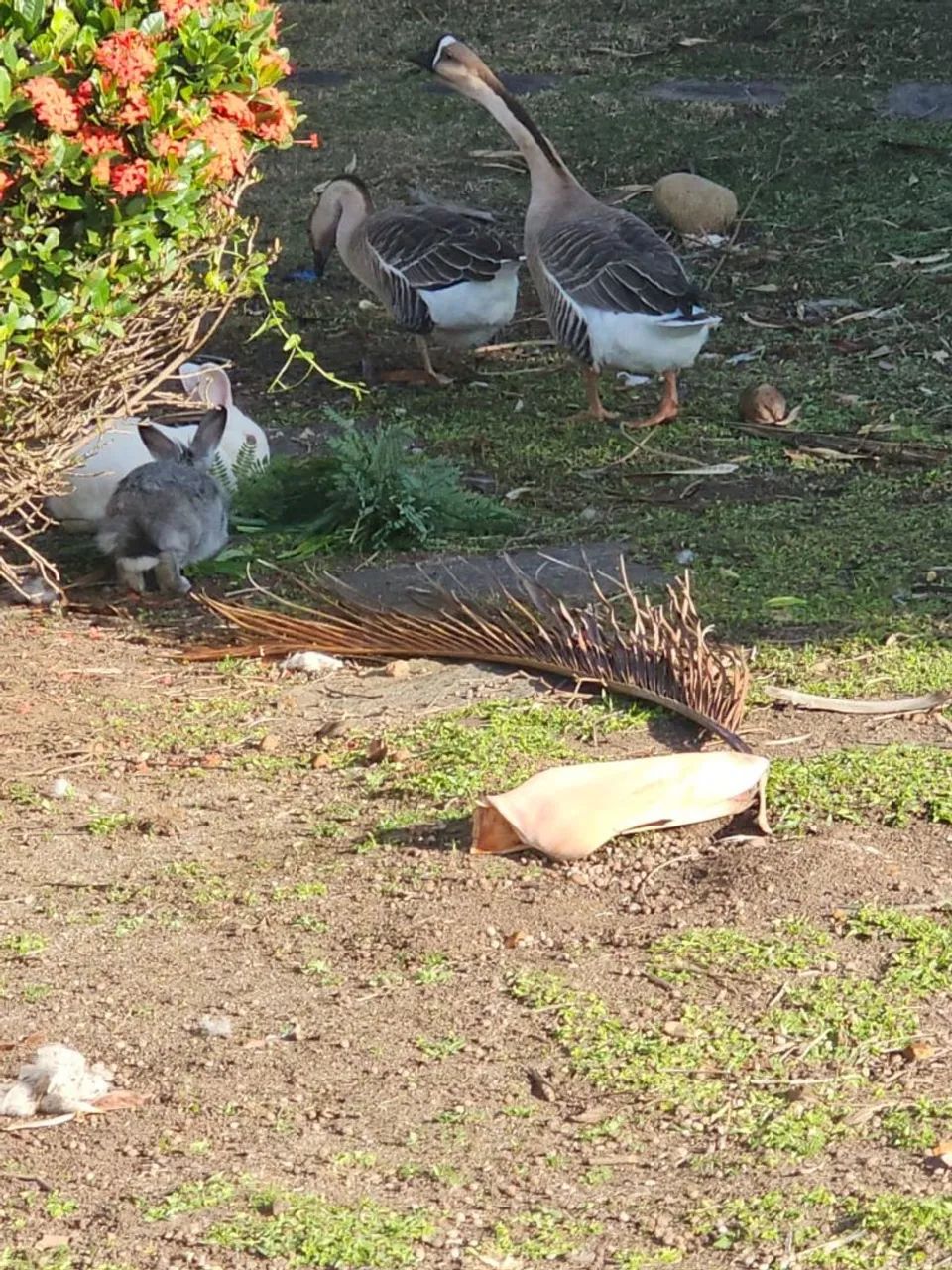 Gansos a venda O casal - Foto 2
