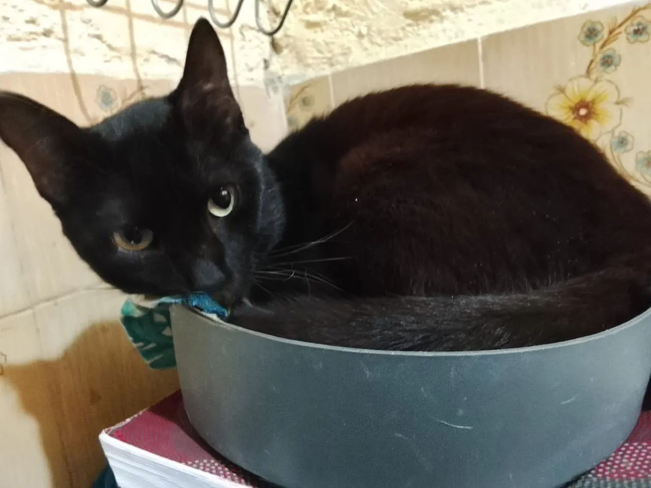 Gatinho dócil para adoção! - Foto 2