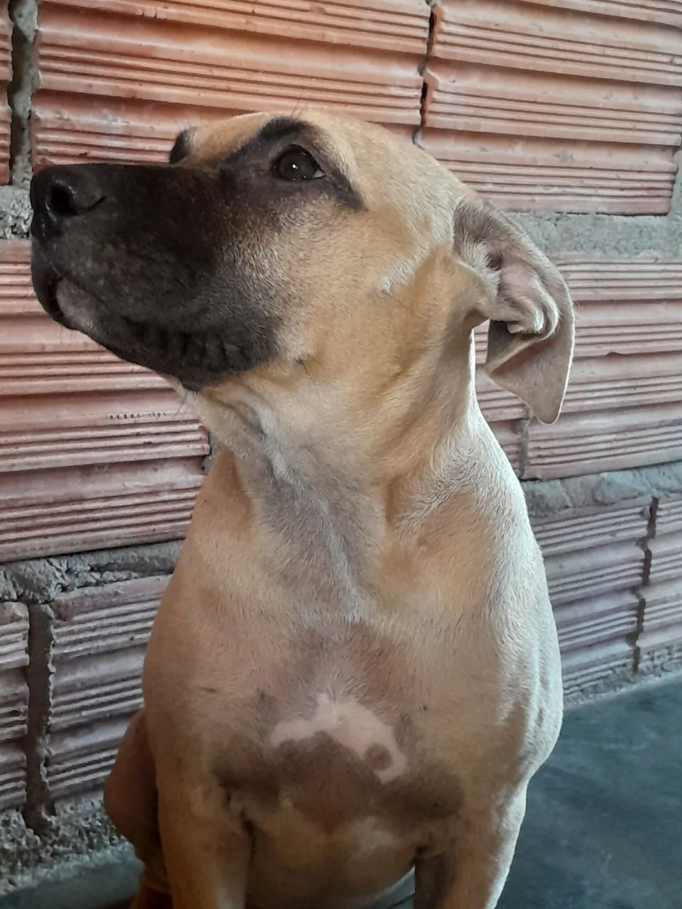 Filhote pitbull