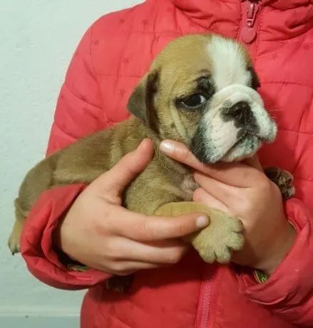 Bulldog inglês machos e fêmeas- Para adquirir seu pet, nos contate- 11 960.16.49.76 - Foto 2