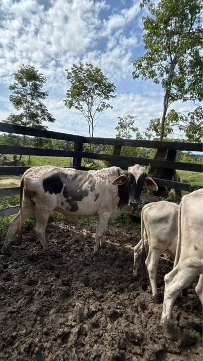 Vende-se 5 vacas e 4 bezerros. 