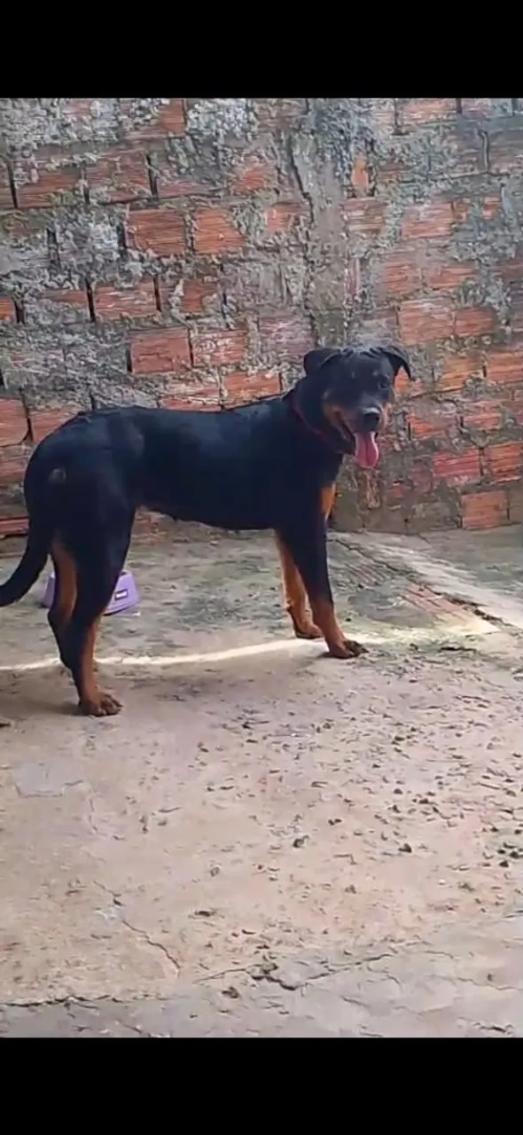 Filhote de Rottweiler fêmea