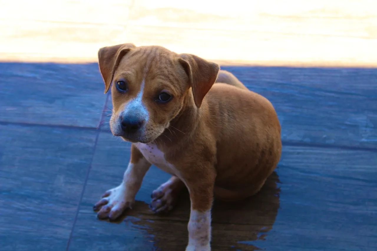 Filhotes de American Staffordshire Terrier  - Foto 3