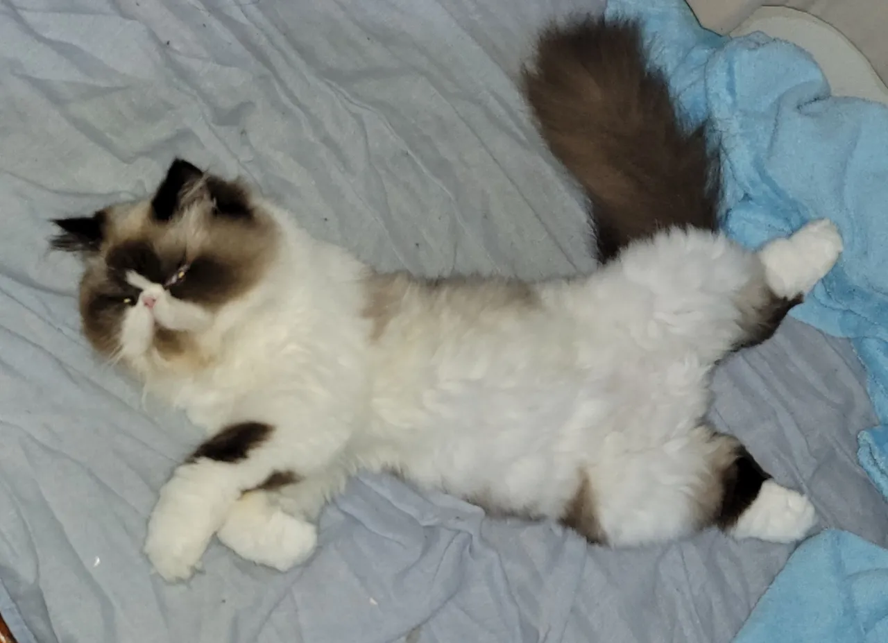 Gata Persa procurando um namorado.