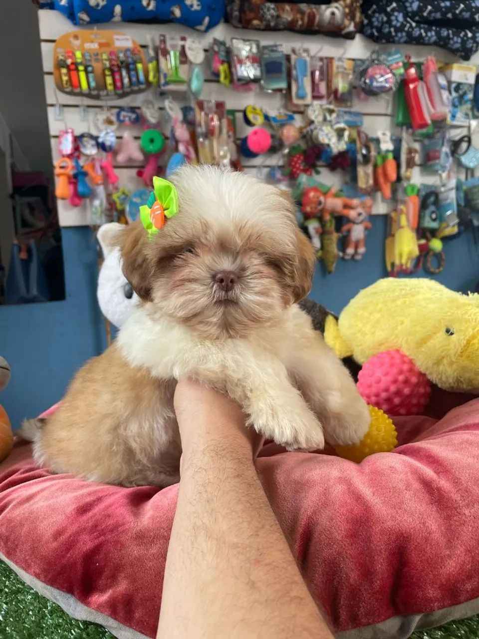 Shih Tzu - Fofura e Companhia! - Foto 3