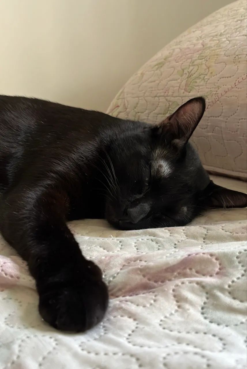 Adoção de Gatos - Foto 2