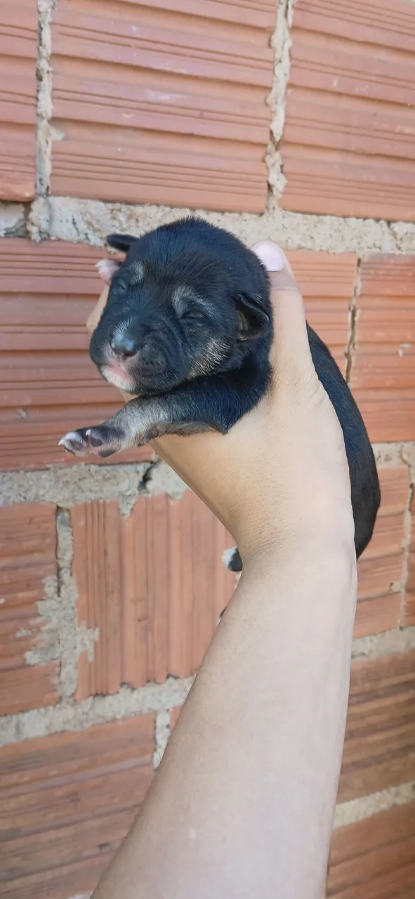 Filhote de cachorro adorável
