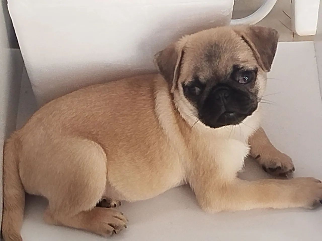 Filhote de Pug Puro