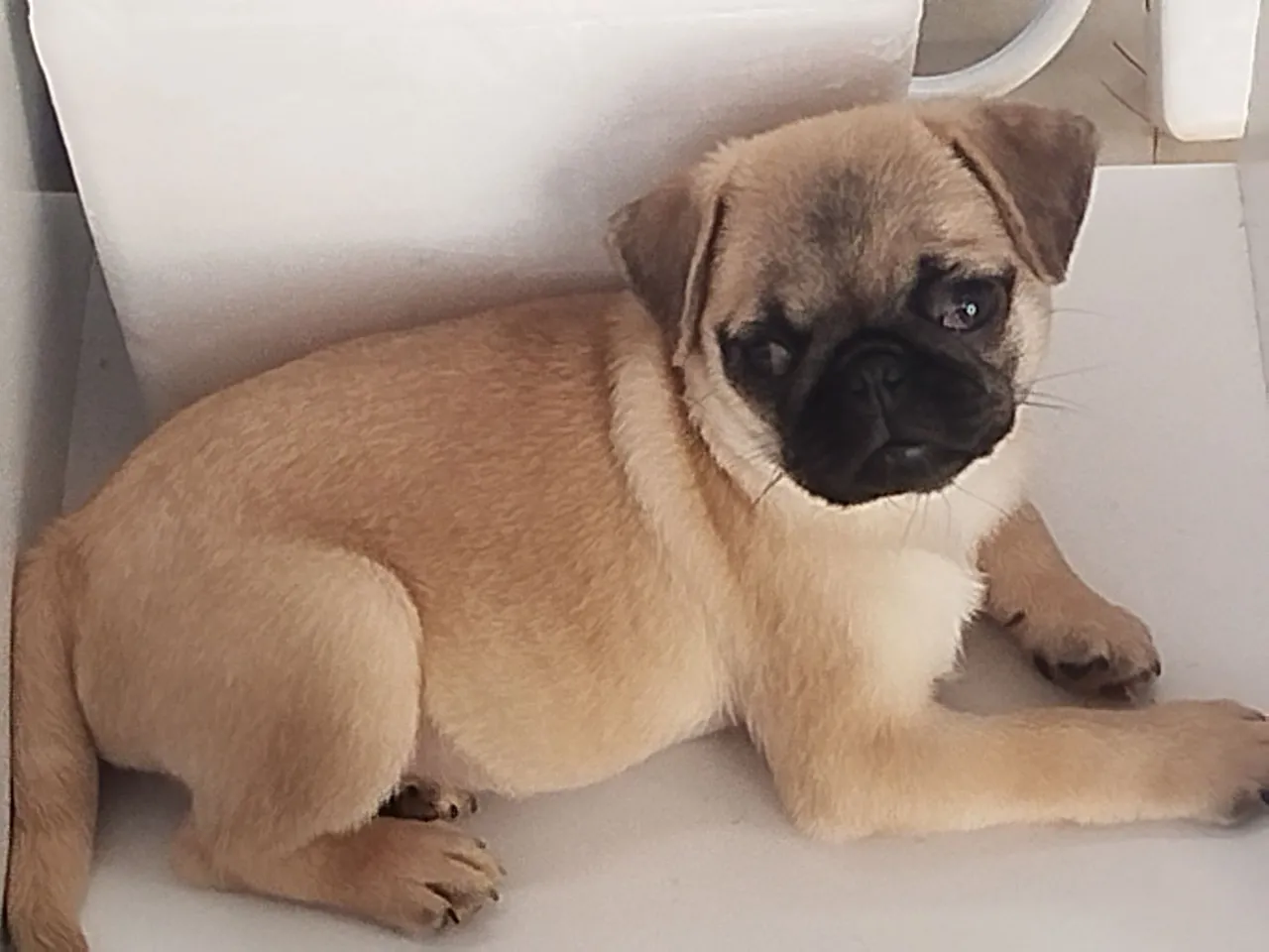 Filhote de Pug Puro