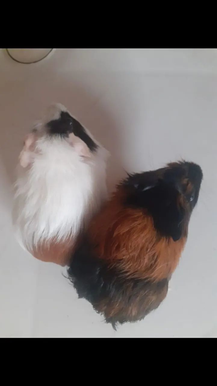 Porquinhos da Índia  - Foto 3