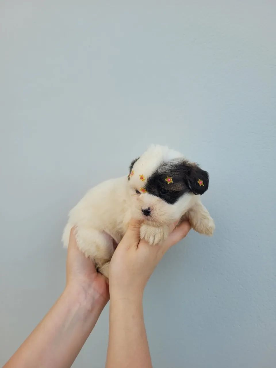 Lhasa-apso macho e fêmea, porte bem pequeno! Pais com pedigree, entrego/ parcelo 12x - Foto 2