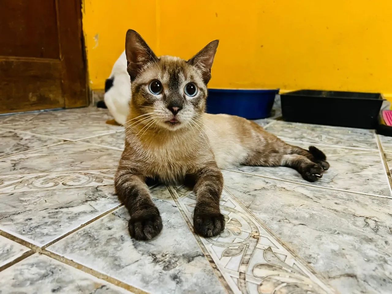 Gata com olhos azuis para adoção responsável  - Foto 6