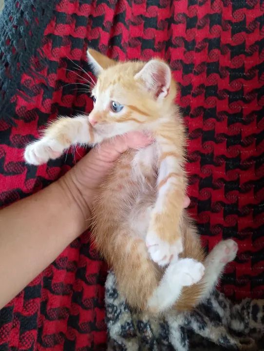 doação de gatos  - Foto 3