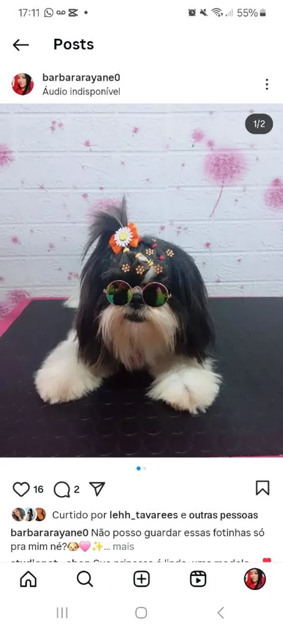 Shih Tzu Charmoso com Acessórios