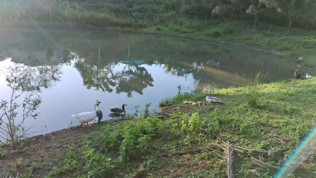 Acampamento em área verde com lago - Foto 4