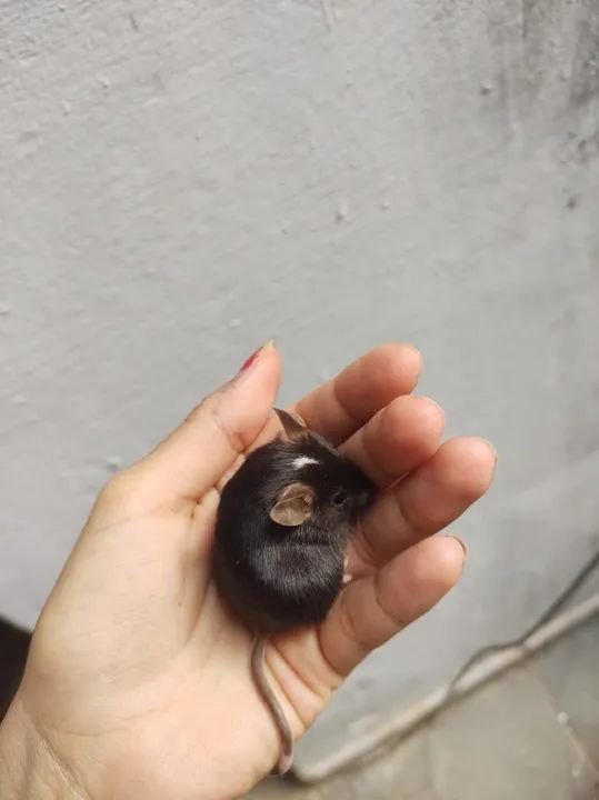 camundongos  - Foto 3