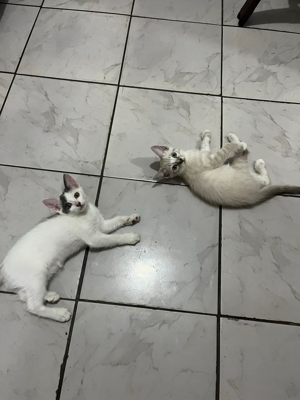 Adoção de gatos  - Foto 2