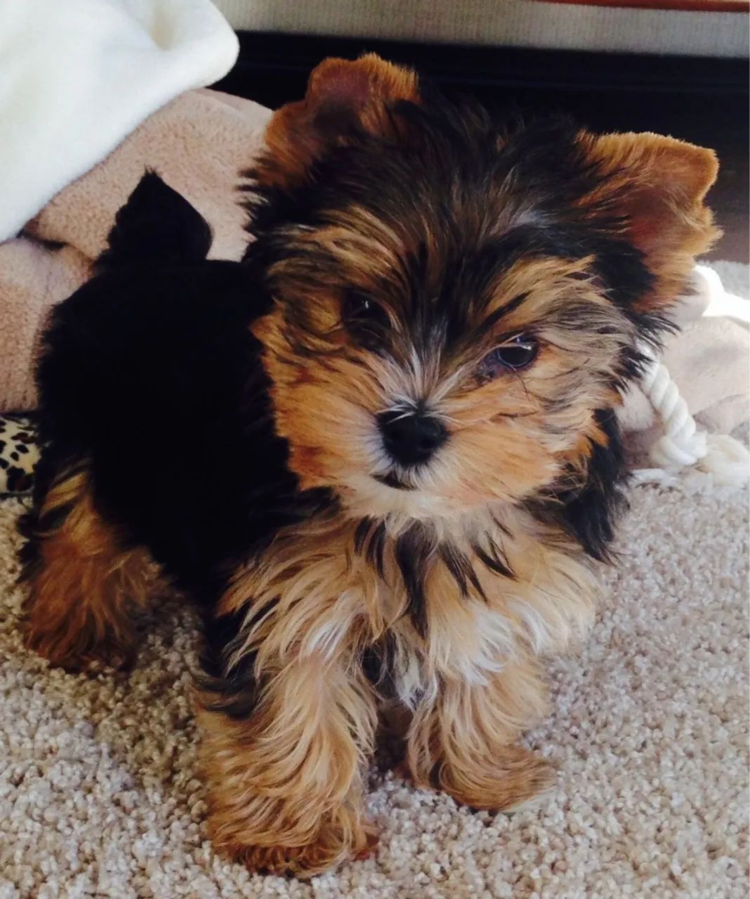 Yorkshire Terrier Fofo - um príncipe que sua vida precisa 