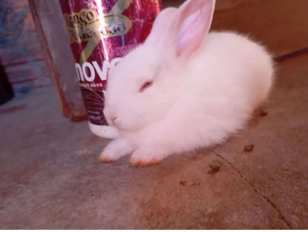 Coelhinho branco fofo para adoçar seu dia!