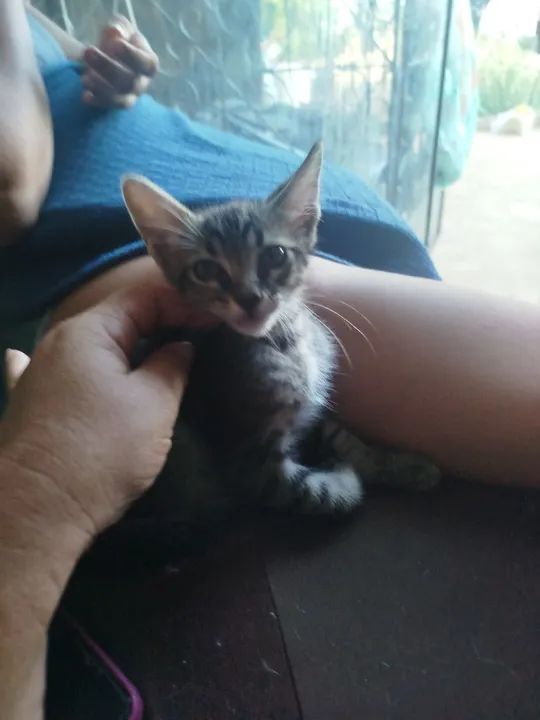 Gatinho fofo para adoção